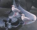 birds on a statue.jpg